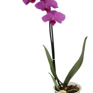 Orquídea